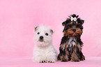 West Highland White Terrier and Yorkshire Terrier Puppy