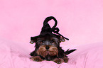 Yorkshire Terrier Puppy