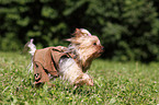 running Yorkshire Terrier