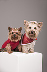 2 Yorkshire Terrier