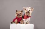 2 Yorkshire Terrier