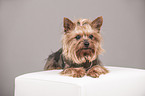 lying Yorkshire Terrier