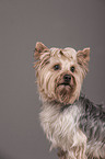 Yorkshire Terrier Portrait