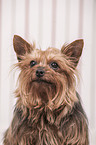 Yorkshire Terrier Portrait