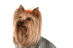 Yorkshire Terrier Portrait