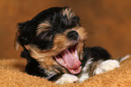 Yorkshire Terrier Puppy