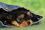 Yorkshire Terrier Puppy