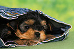 Yorkshire Terrier Puppy