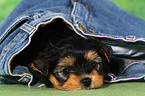 Yorkshire Terrier Puppy