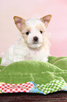 sitting Golddust Yorkshire Terrier Puppy