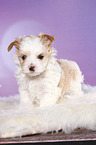 standing Golddust Yorkshire Terrier Puppy