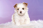 standing Golddust Yorkshire Terrier Puppy