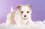 standing Golddust Yorkshire Terrier Puppy