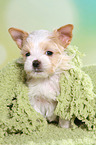 sitting Golddust Yorkshire Terrier Puppy