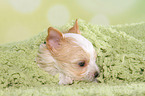 lying Golddust Yorkshire Terrier Puppy