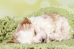 sleeping Golddust Yorkshire Terrier Puppy