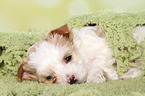 lying Golddust Yorkshire Terrier Puppy