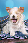 yawning Golddust Yorkshire Terrier Puppy