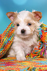 sitting Golddust Yorkshire Terrier Puppy