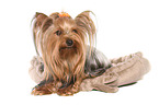 lying Yorkshire Terrier