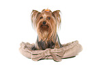 sitting Yorkshire Terrier