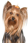 Yorkshire Terrier Portrait