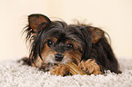 Yorkshire Terrier gnawing at bone