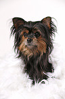 Yorkshire Terrier with feather boa