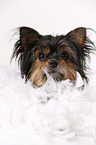 Yorkshire Terrier with feather boa