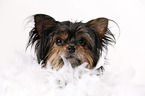 Yorkshire Terrier with feather boa