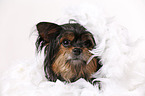 Yorkshire Terrier with feather boa