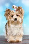 standing Ocean-Pearl Yorkshire Terrier