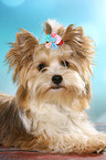 lying Ocean-Pearl Yorkshire Terrier