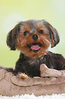 Yorkshire Terrier Portrait