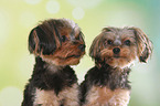 2 Yorkshire Terrier