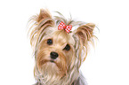 Yorkshire Terrier Portrait