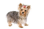 standing Yorkshire Terrier