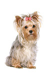 sitting Yorkshire Terrier