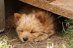 sleeping Yorkshire Terrier Puppy