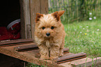 standing Yorkshire Terrier Puppy