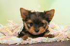 lying Yorkshire Terrier Puppy