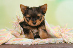 sitting Yorkshire Terrier Puppy