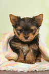 sitting Yorkshire Terrier Puppy