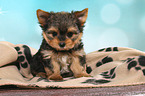 sitting Yorkshire Terrier Puppy