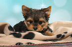 lying Yorkshire Terrier Puppy