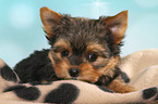 lying Yorkshire Terrier Puppy