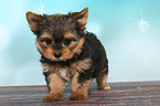 standing Yorkshire Terrier Puppy