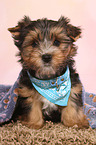 sitting Yorkshire Terrier Puppy