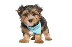 standing Yorkshire Terrier Puppy