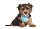 sitting Yorkshire Terrier Puppy